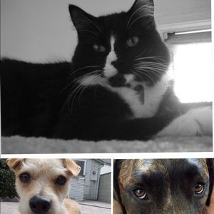 Meet your Posher, Susy